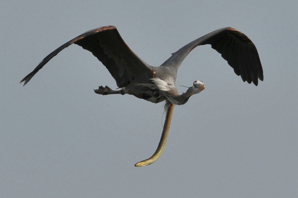 Amateur animal photographer shares his favourite pic of all time showing the terrifying moment eel sneaks its way out of heron