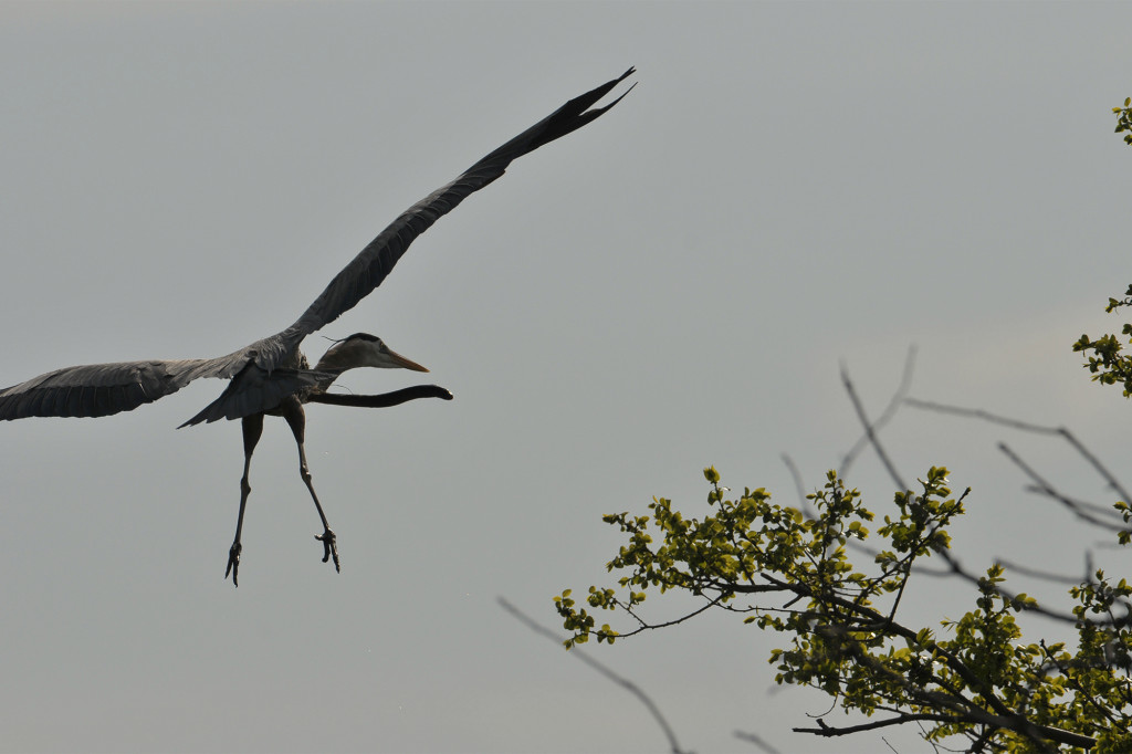 Amateur animal photographer shares his favourite pic of all time showing the terrifying moment eel sneaks its way out of heron