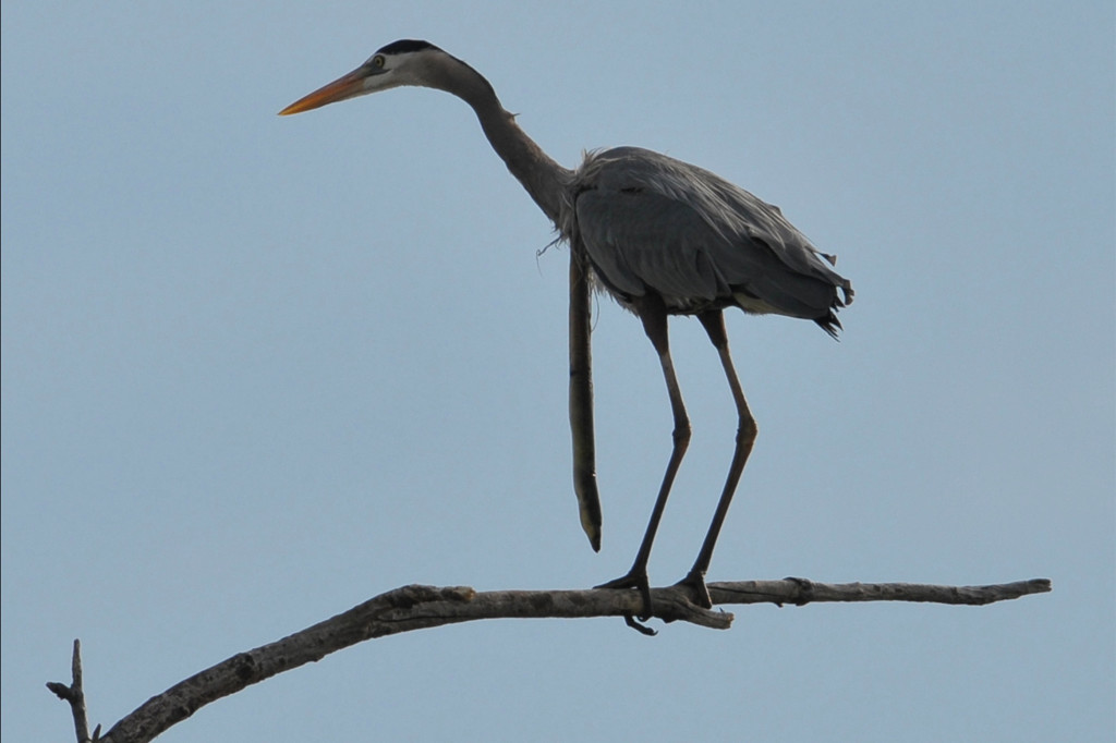 Amateur animal photographer shares his favourite pic of all time showing the terrifying moment eel sneaks its way out of heron
