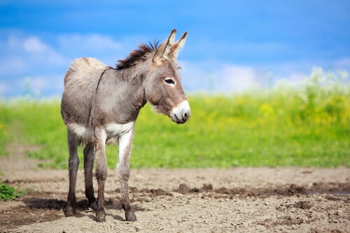 Diferencias entre asno, burro y mula - My Animals