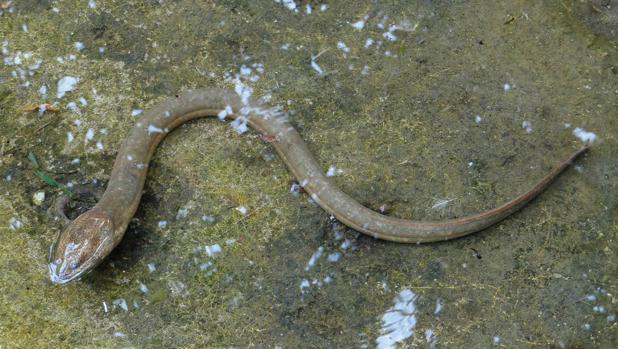 Extirpan una anguila del intestino a un hombre chino que la usó contra el estreñimiento