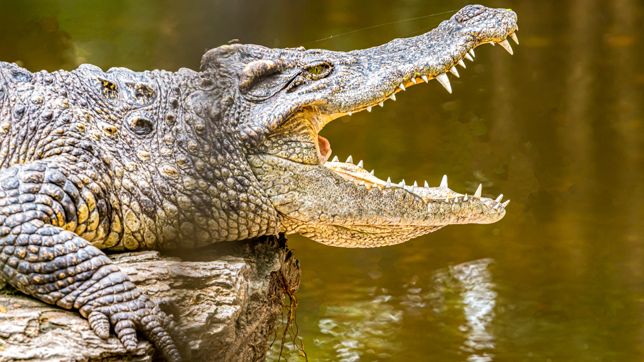 SNS세상]짐바브웨 11세 소녀, 악어 공격해 붙잡힌 친구 구조해 | YTN