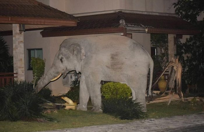 gajah menyusup ke rumah warga