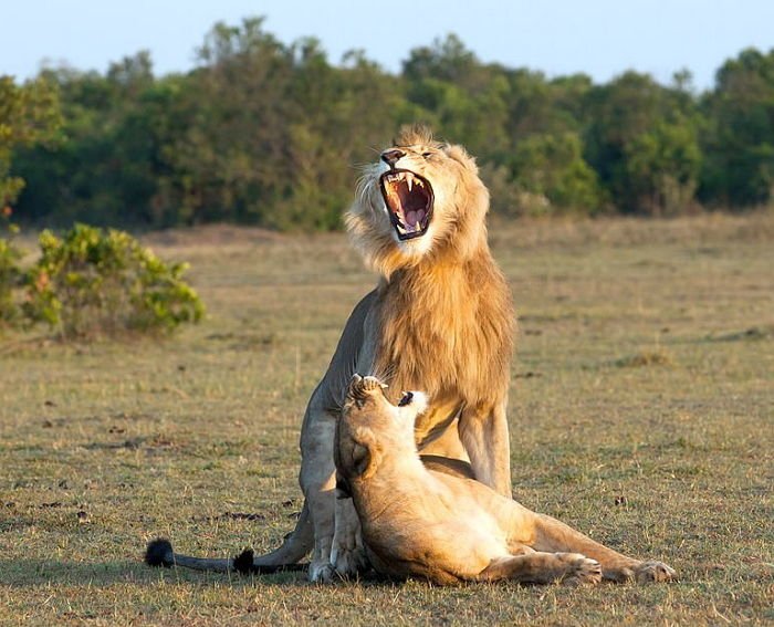 초원서 시선 즐기며(?)