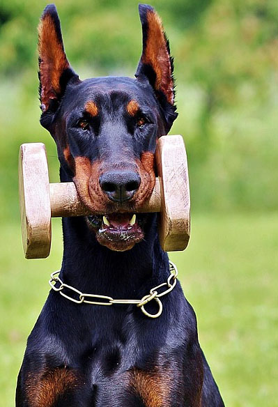 도베르만 핀셔(Doberman Pinscher) - 짱구의 애완동물정보