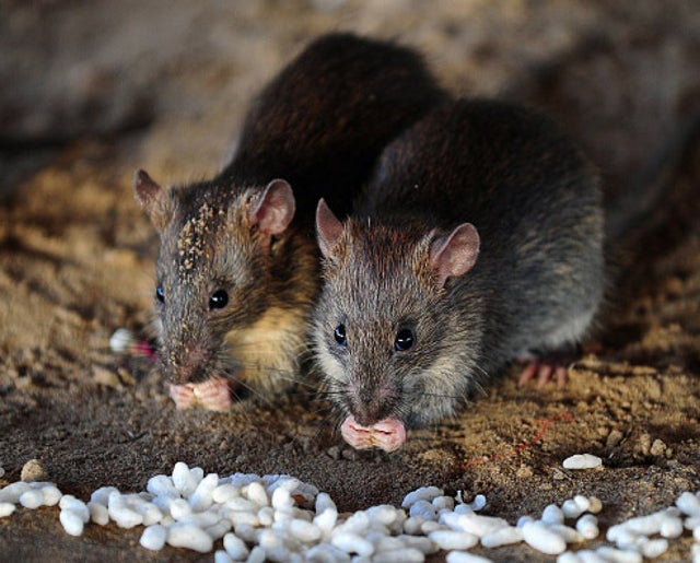 Newborn baby dies after being attacked by rats in hospital | The Independent | The Independent