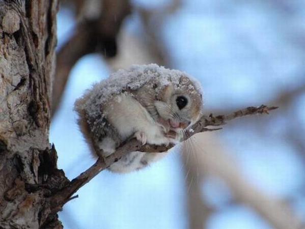 japanese squirrel