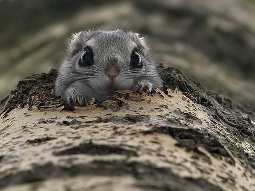 japanese squirrel