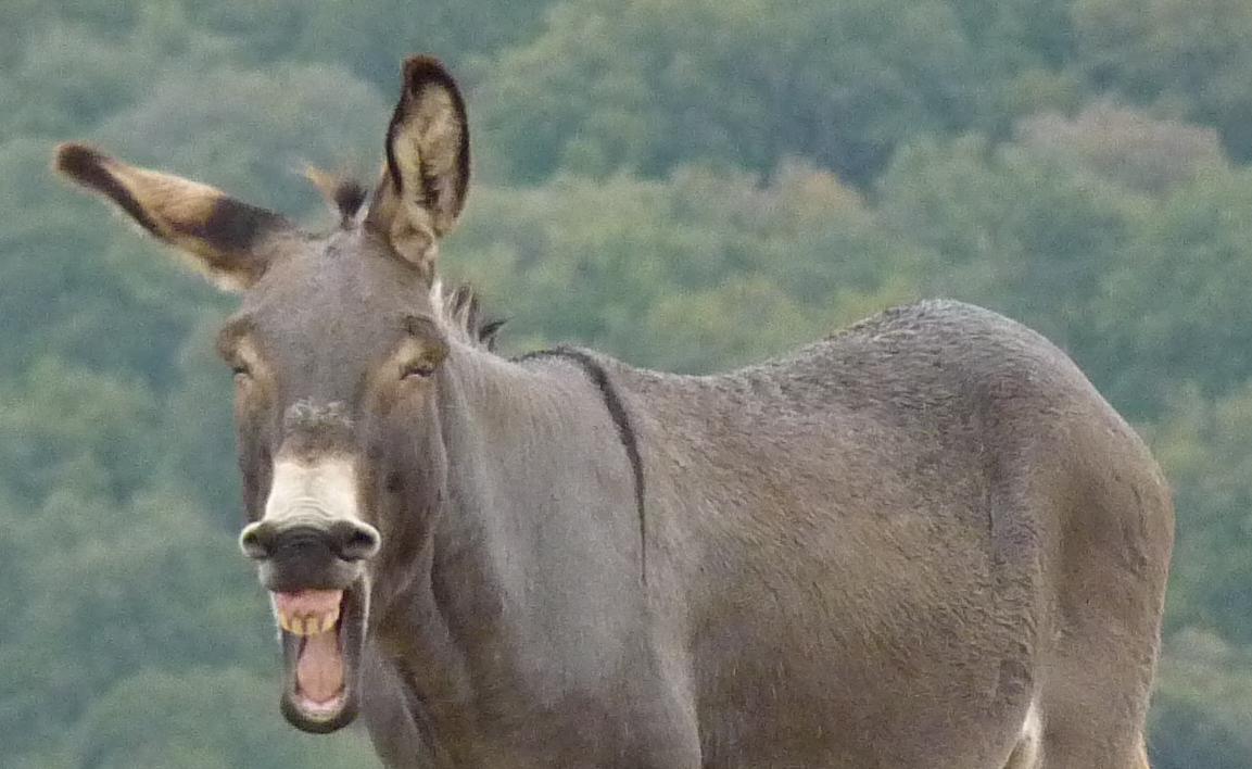 Taringa! ¿Era un burro o no era un "burro"?