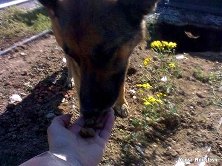 La verdadera historia que se esconde tras la foto del perro ? Noticias20