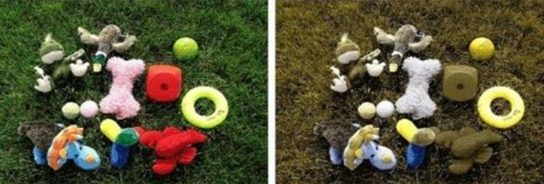 강아지는 색맹일까? 조금은 다릅니다! : 네이버 포스트