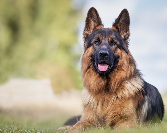 Razas de perros: el Pastor Alemán - No lo dejes al azar