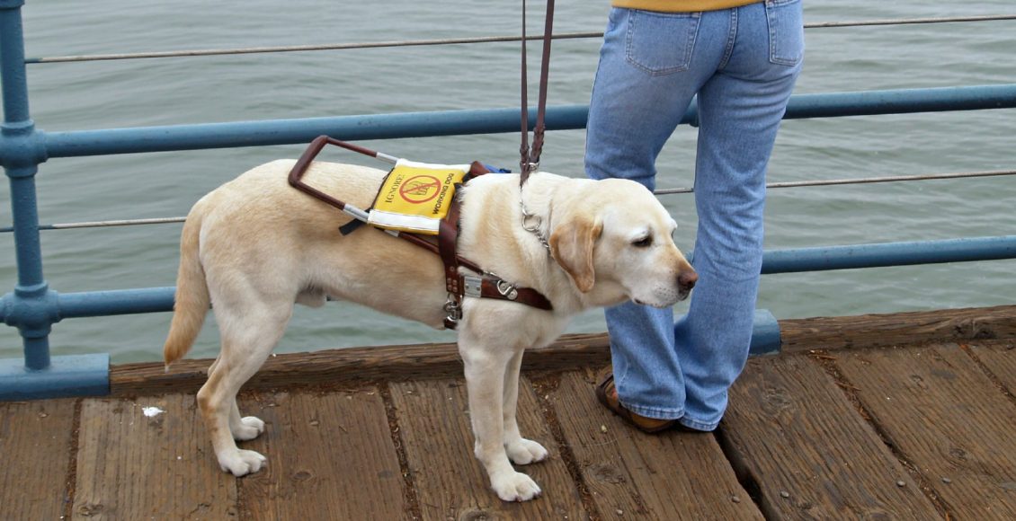 Perros guía para Ciegos Conócelos - Razas y Perros
