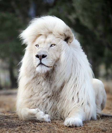 Découvrez Moya Le Lion Blanc à La Crinière Majestueuse Vonjour