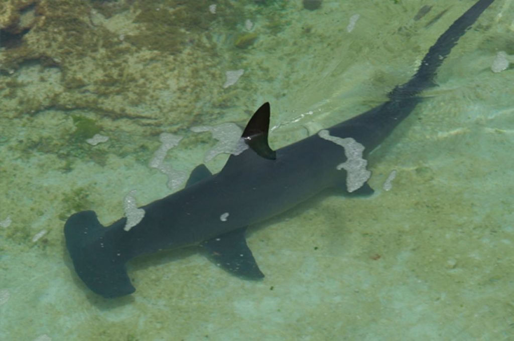 Video: enorme tiburón martillo rodea por varios minutos a un bañista