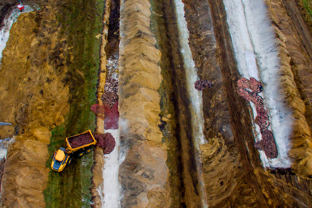 DENMARK-HEALTH-VIRUS-ANIMALS-MINK