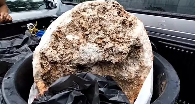 man-discovers-huge-chunks-of-whale-vomit-worth-millions-small-joys