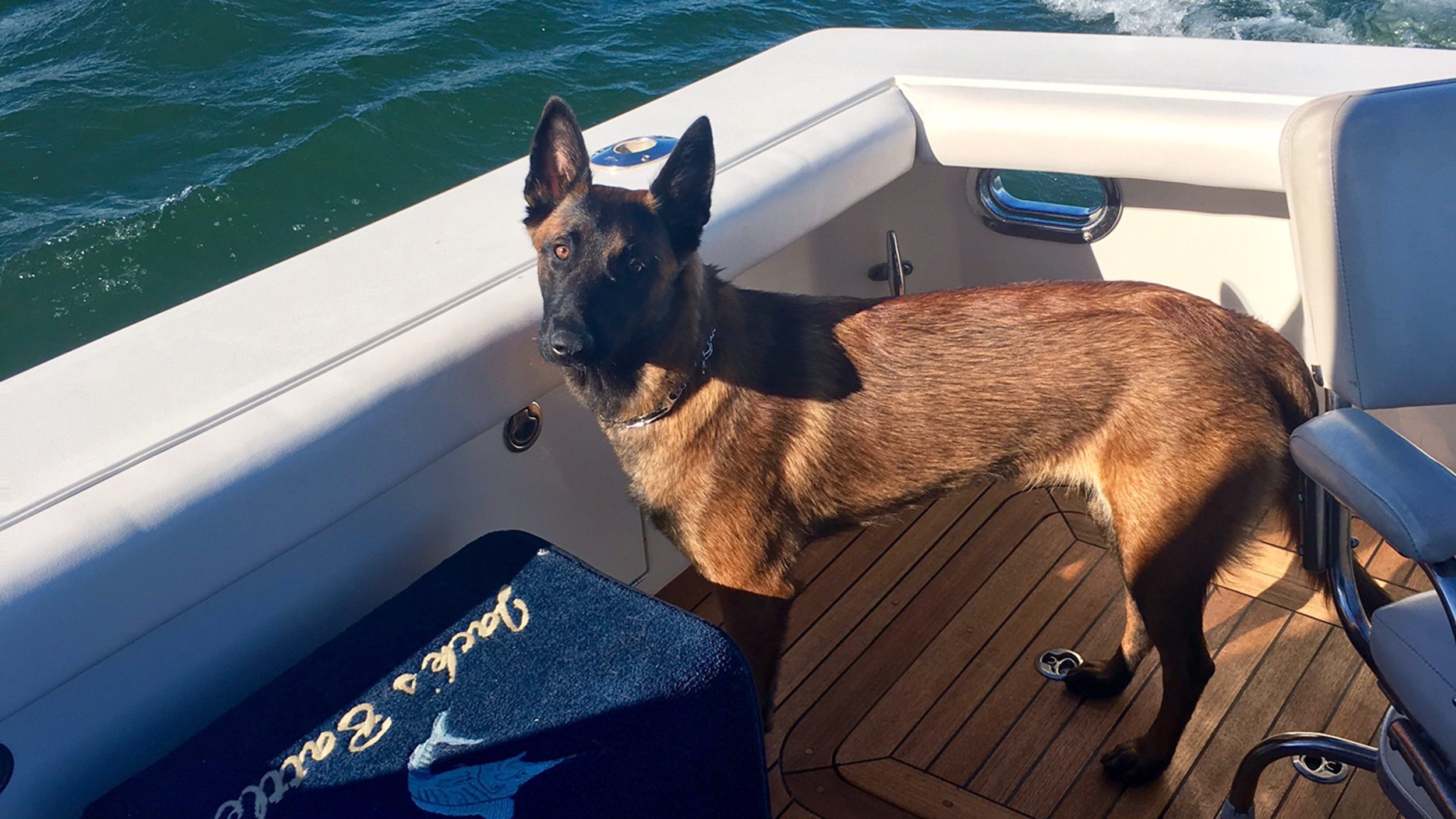 Missing dog reunited with family after tumbling overboard during boat trip