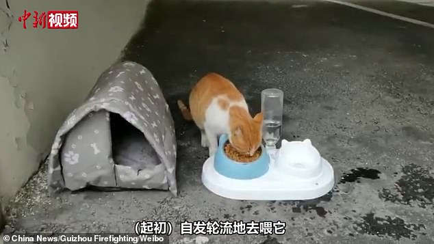 The cat, nicknamed Lan Mao, arrived at the brigade in 2017 as a malnourished homeless kitten