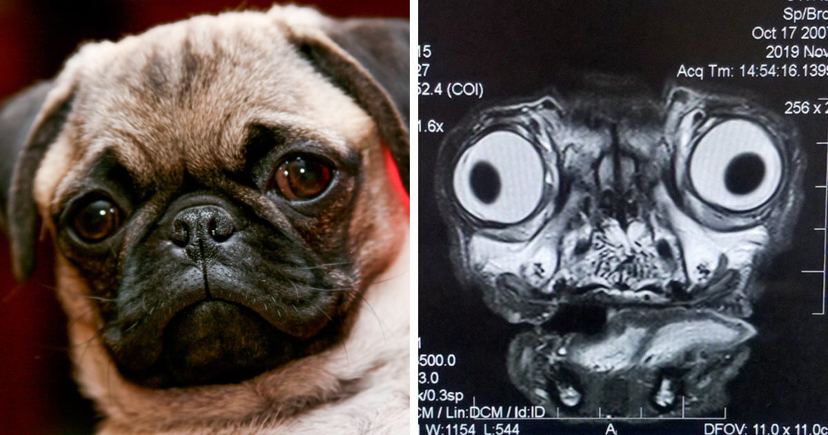 These Skull Of A Pug Images Show How Prone These Dogs Are To Health