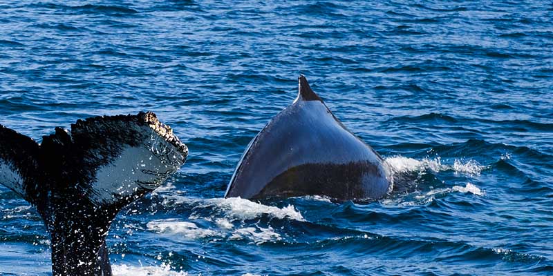 Humpback whale spotted in Hudson River near Midtown Manhattan – Shore News Network