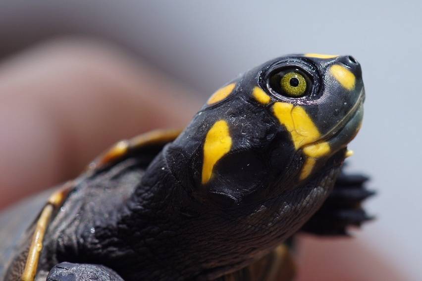 La temperatura, factor clave en el tamaño de las tortugas