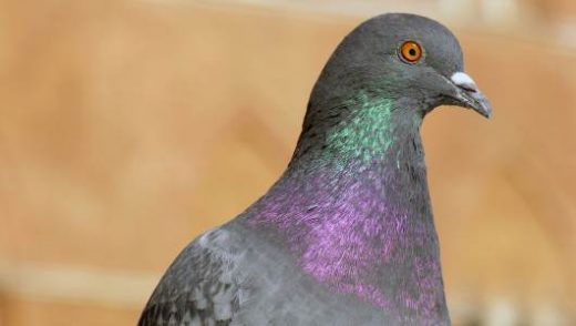 sitting pigeons