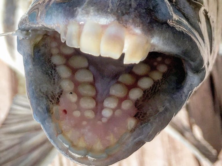 fish with human teeth
