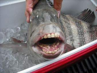 fish with human teeth