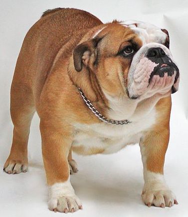 Victorian Bulldogs