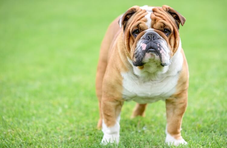 victorian bulldogs