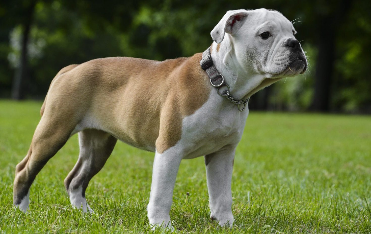 Victorian Bulldogs