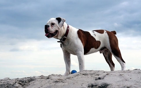 victorian bulldogs