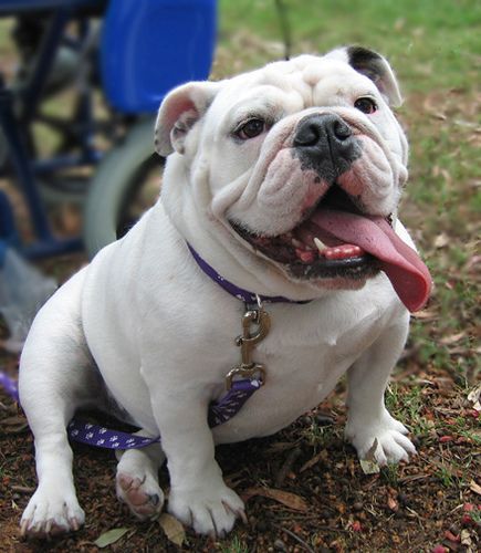 Victorian Bulldogs