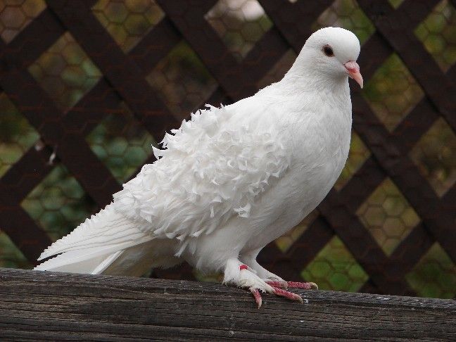white pigeons