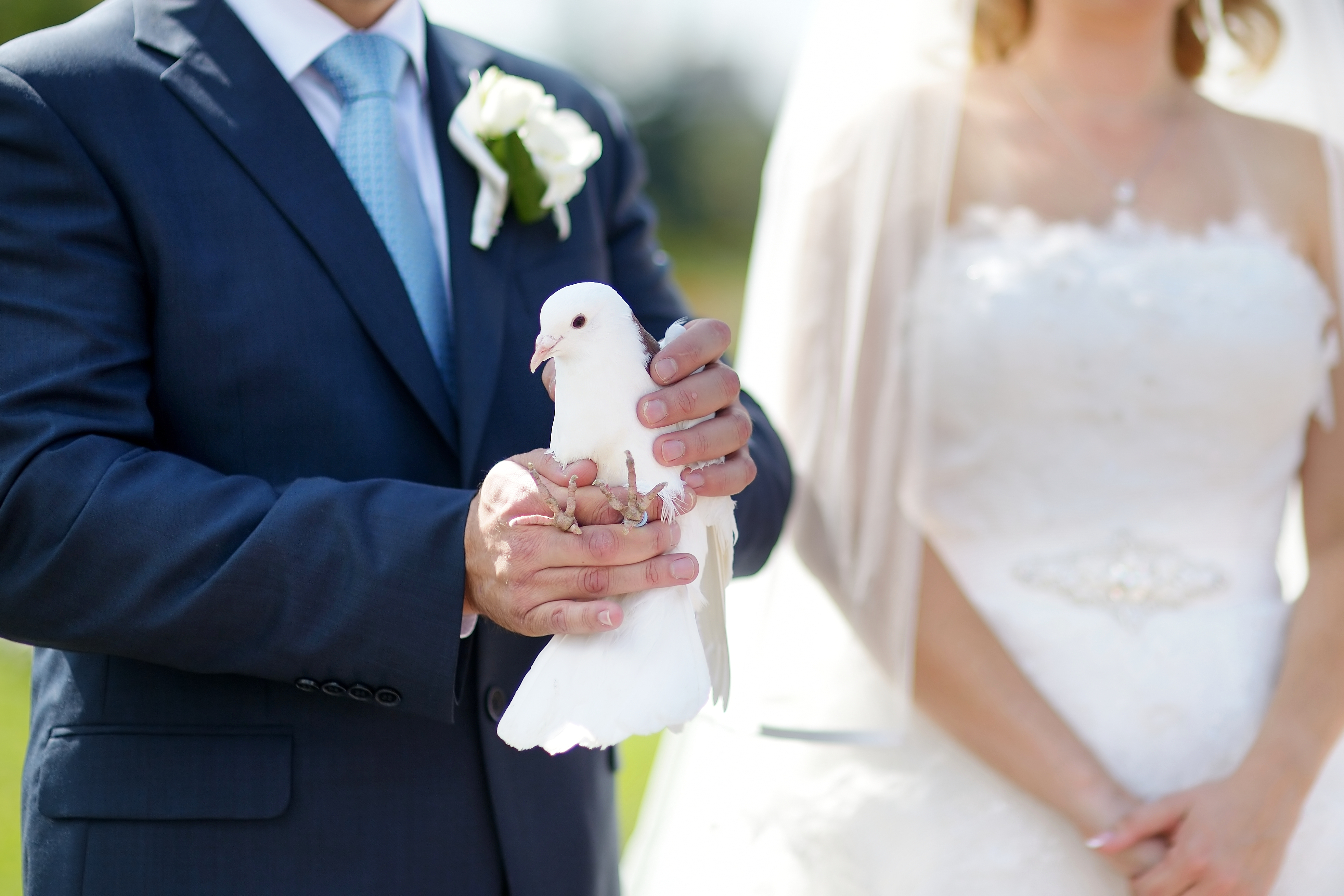 Свадебные голуби в руках молодожен