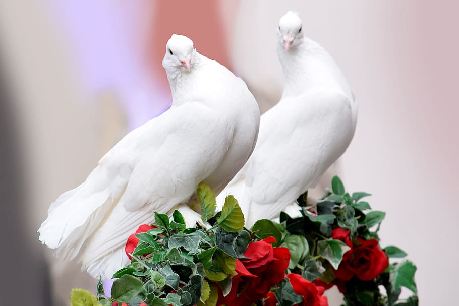 white pigeons