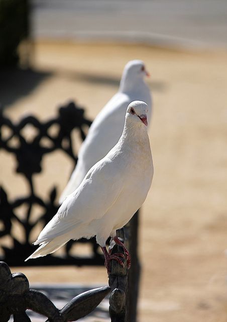 white pigeons