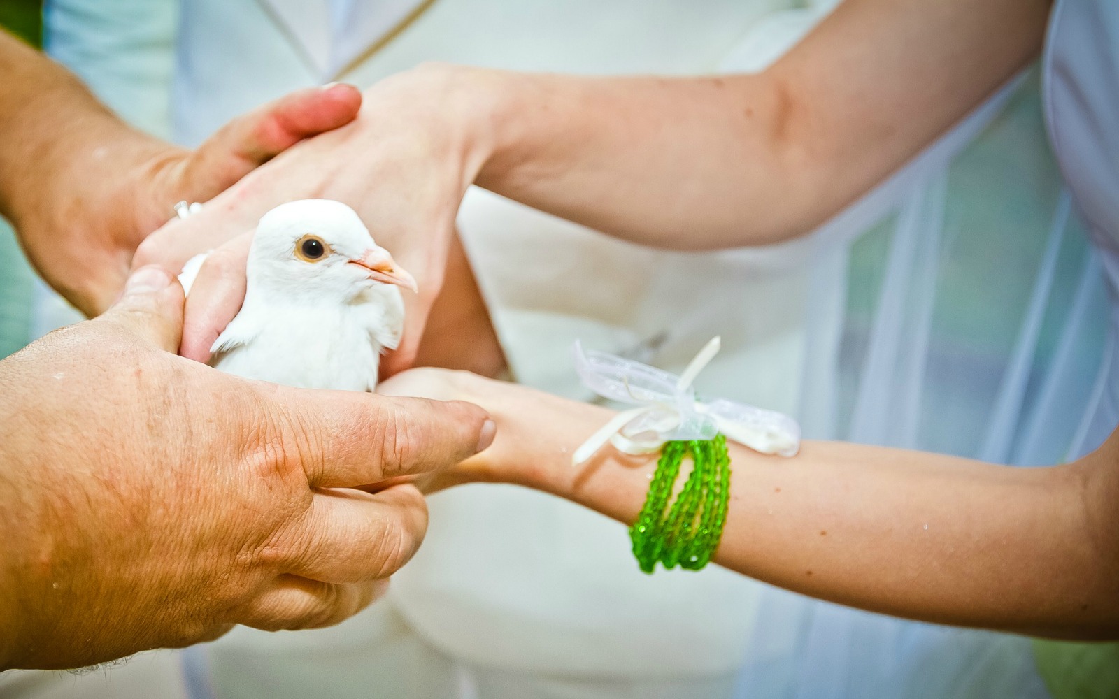 white pigeons