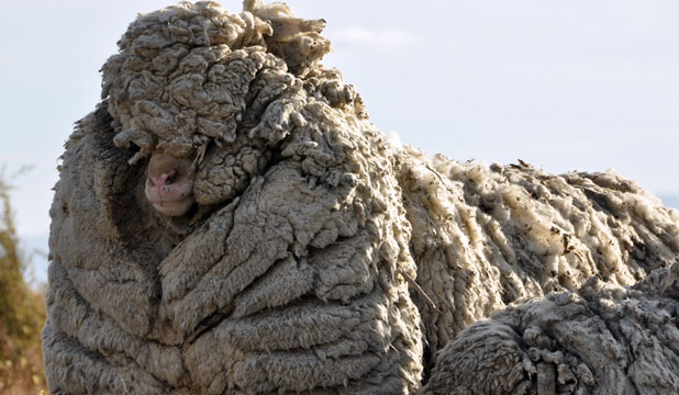 sheep shrek