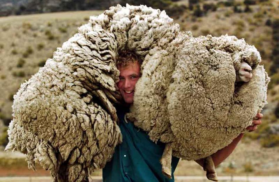 sheep shrek