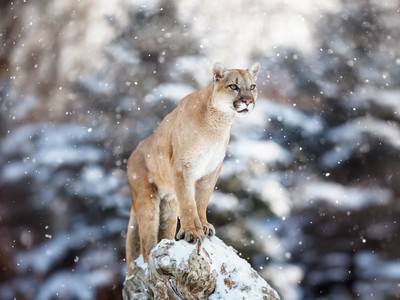 Eastern pumas