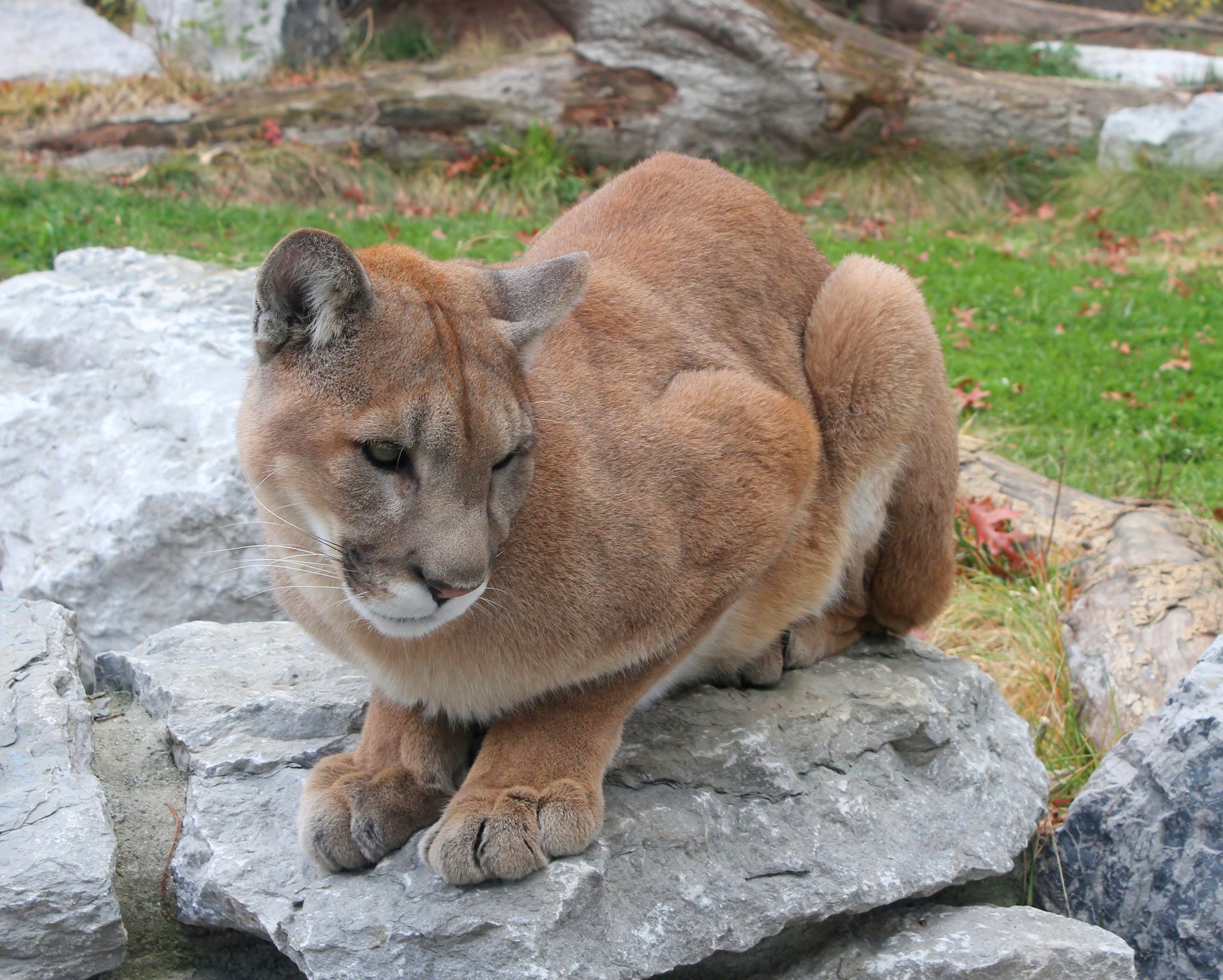 eastern pumas