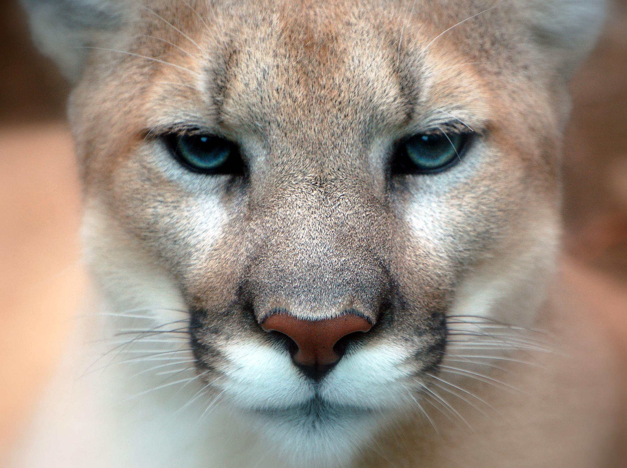 eastern pumas