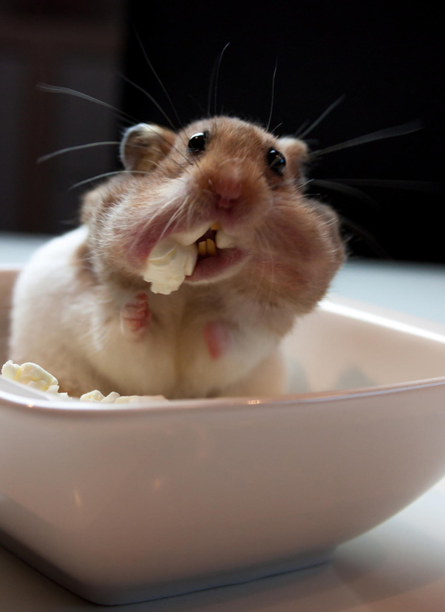 cute hamsters