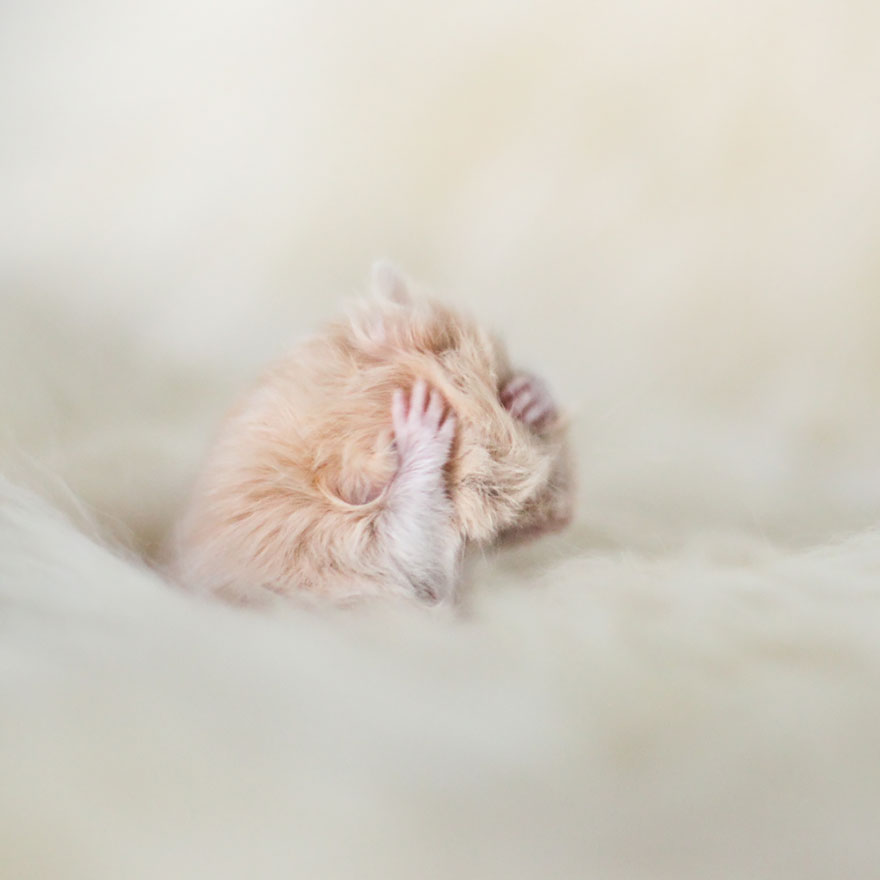 cute hamsters