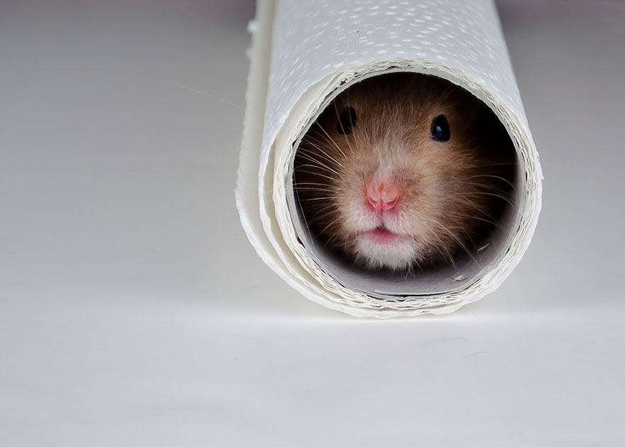 cute hamsters