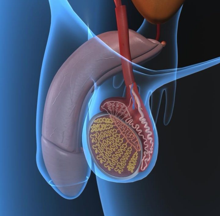 Principales enfermedades de los testículos y sus síntomas