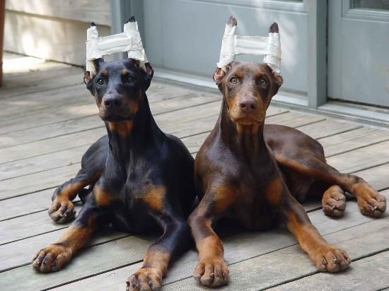 cropping dogs