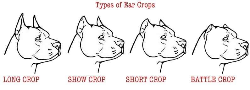 cropping dogs